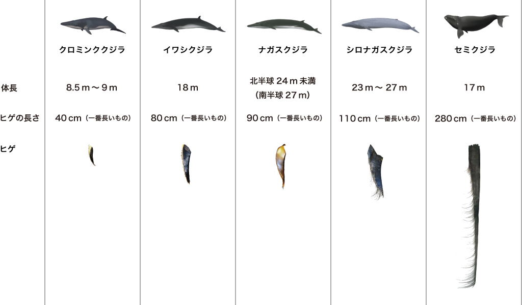 クジラの髭　インテリア、加工品に