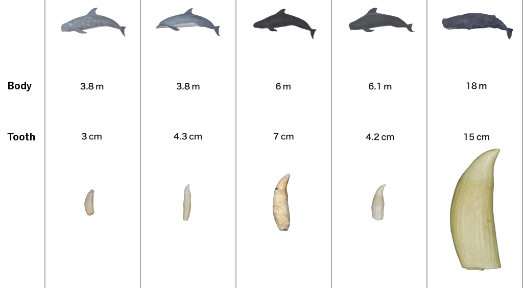 Types Of Toothed Whales