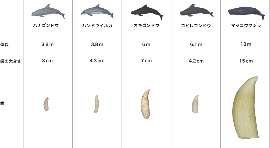 鯨歯 クジラの歯 牙 マッコウクジラ 標本 379g - その他