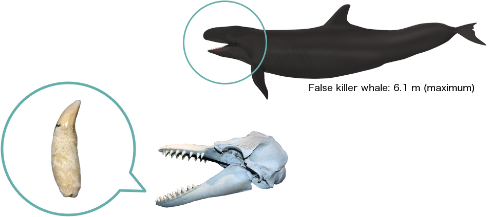 killer whale teeth size